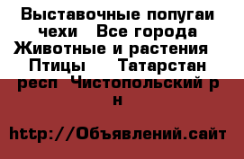 Выставочные попугаи чехи - Все города Животные и растения » Птицы   . Татарстан респ.,Чистопольский р-н
